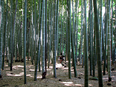 Giant Bamboo Forest